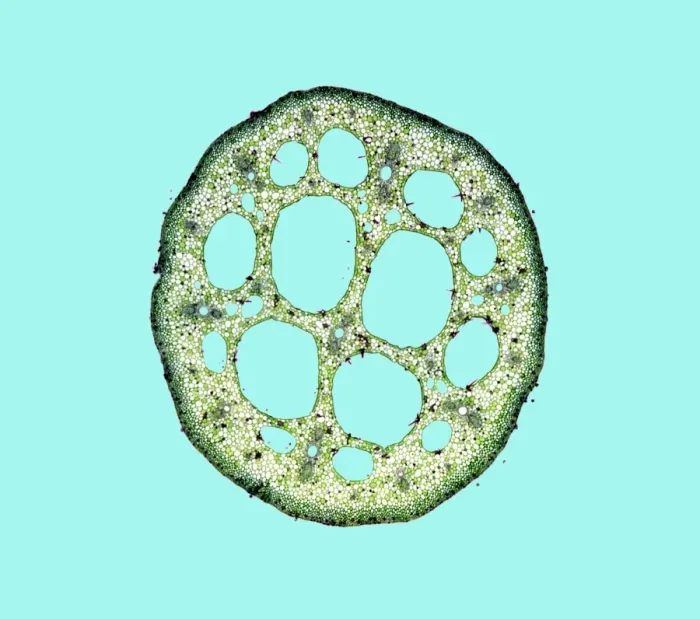 Framed Print : Water-lily leaf stem Print, light micrograph Framed Print : Water-lily leaf stem Print, light micrograph