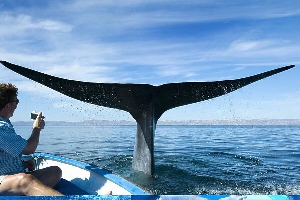 Whale watching, Mexico C014  /  0541