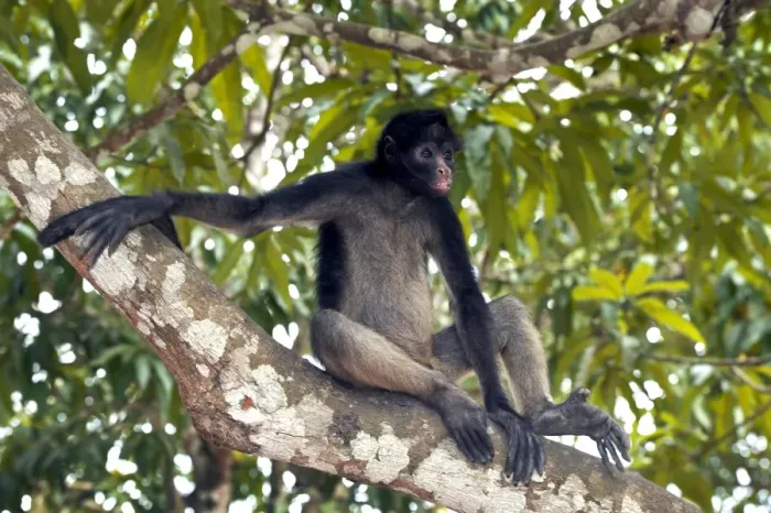 Framed Print : White-bellied spider monkey in tree Print Framed Print : White-bellied spider monkey in tree Print