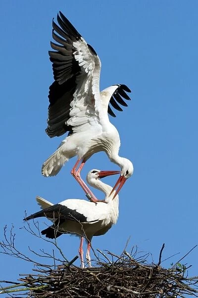 White storks courting C018  /  9343