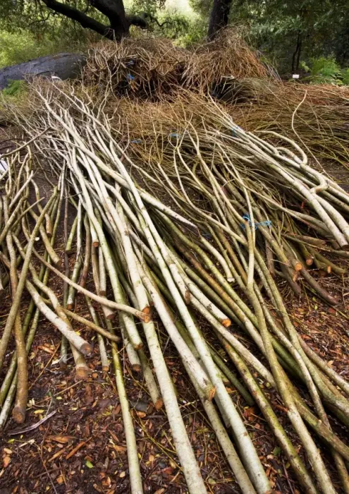 Framed Print : Willow sticks in a pile, Print Framed Print : Willow sticks in a pile, Print