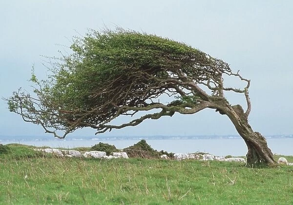 Wind-blown tree