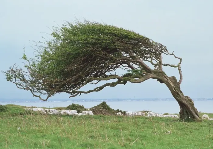 Framed Print : Wind-Blown Tree Print Framed Print : Wind-Blown Tree Print