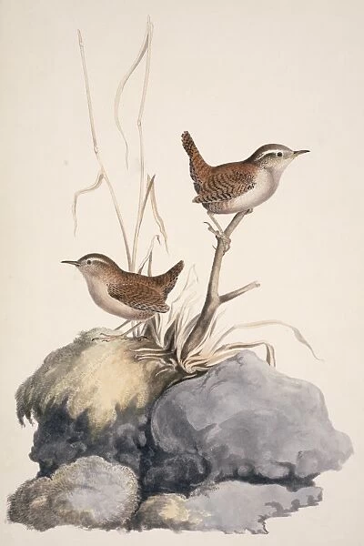 Winter wren, 19th century C013  /  6328