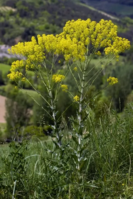 Framed Print : Woad Plant in Flower Print Framed Print : Woad Plant in Flower Print