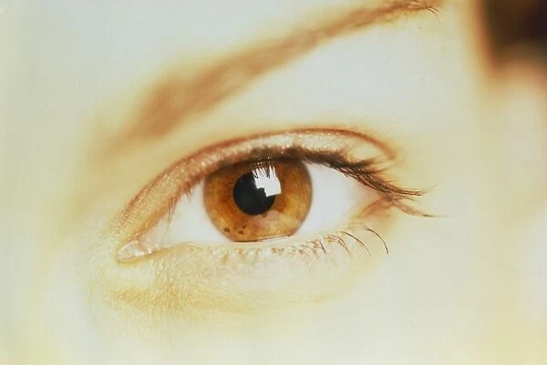 Womans healthy brown eye