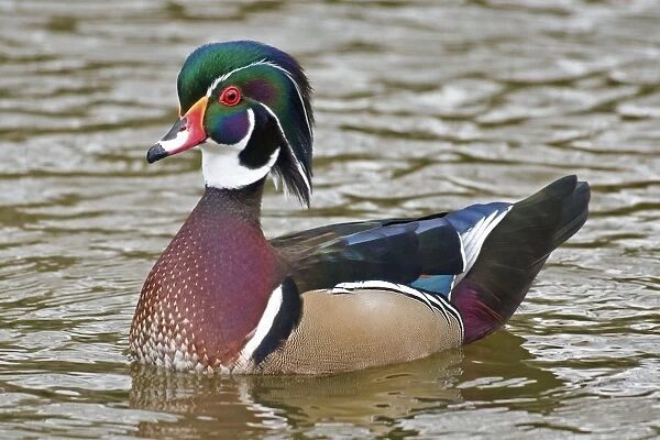 Wood duck on a lake