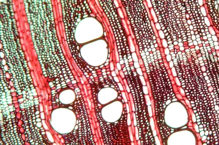 Framed Print : Wood Light Micrograph Print Framed Print : Wood Light Micrograph Print