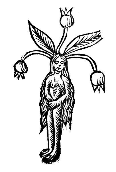 Woodcut depicting female root of Mandrake
