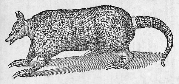 Woodcut illustration of an armadillo