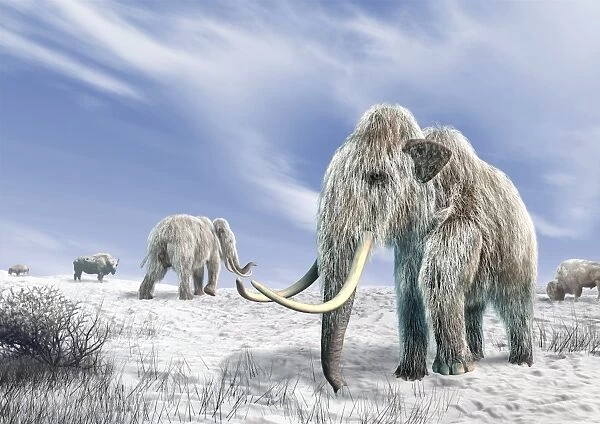 Woolly mammoths, artwork