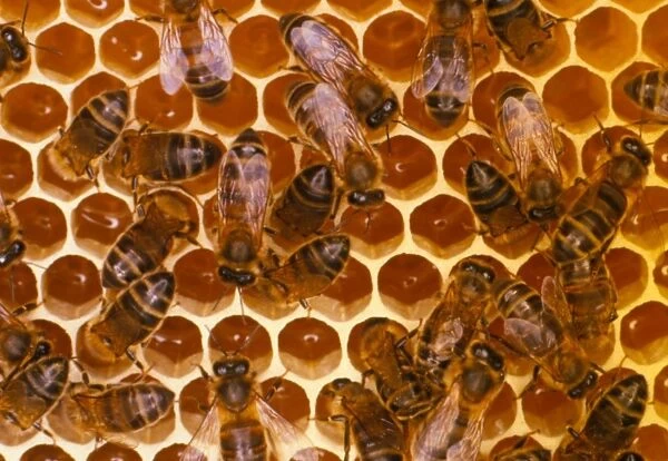 Worker honeybees