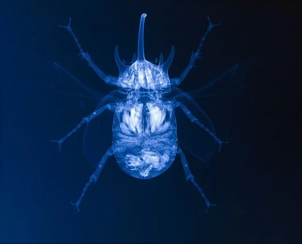 X-ray of a five-horned beetle (Eupatorus sp. )