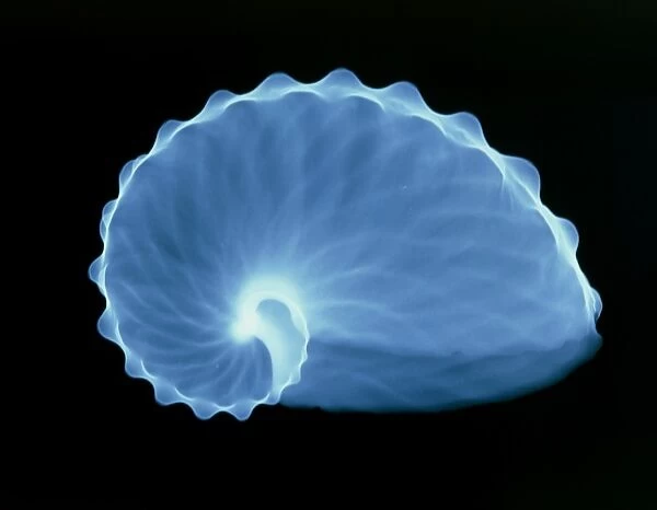 X-ray of a paper nautilus shell, Argonauta hians
