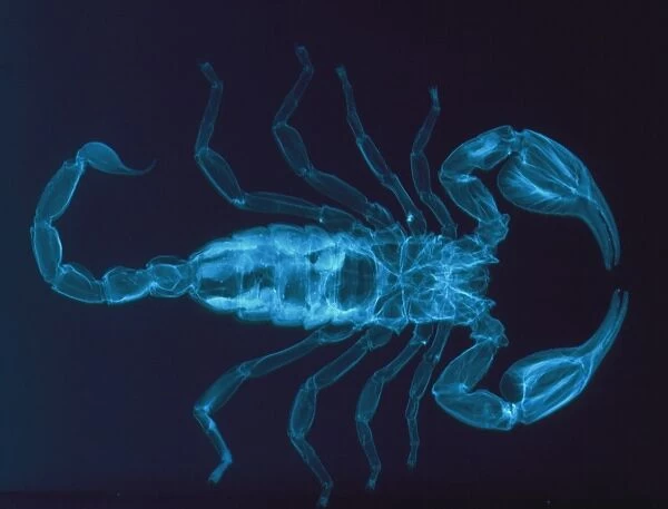X-ray of the scorpion, Palamnaeus fulvipes