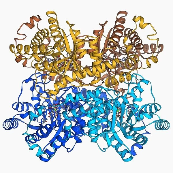 Xylose isomerase complex F006  /  9765