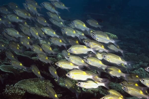 Yellowspot emperor fish C014  /  2907