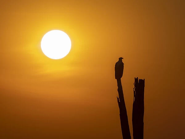 An adult African fish eagle (Haliaeetus vocifer), perched at sunset on the shores of Lake