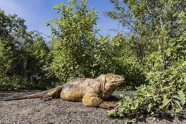Adult Galapagos land iguana (Conolophus subcristatus) basking in Urbina Bay, Isabela Island