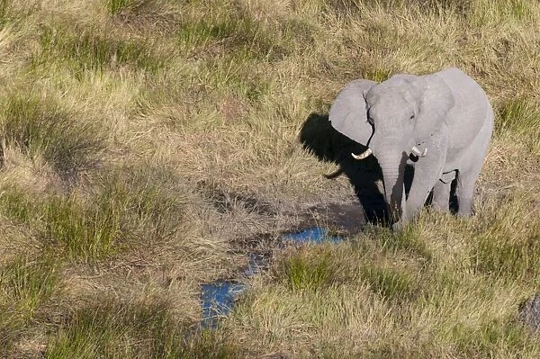Aerial view of African elephant (Loxodonda africana), Okavango Delta, Botswana, Africa