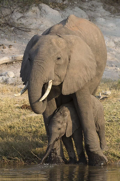African elephant (Loxodonta africana) with calf drinking, Chobe National Park, Botswana