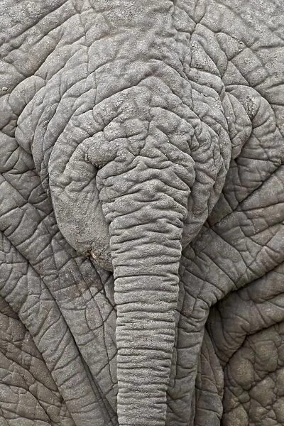 African elephant (Loxodonta africana), Kruger National Park, South Africa, Africa