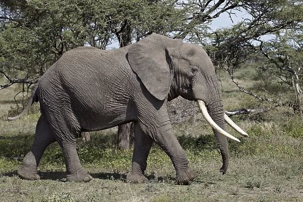 African Elephant (Loxodonta africana), Serengeti National Park, Tanzania, East Africa, Africa