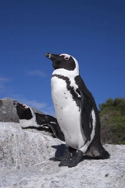 African penguins (Spheniscus demersus), Table Mountain National Park, Cape Town, South Africa, Africa