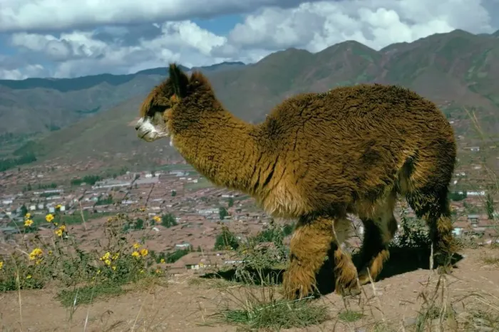 Framed Print : Cuzco Alpaca Print Framed Print : Cuzco Alpaca Print