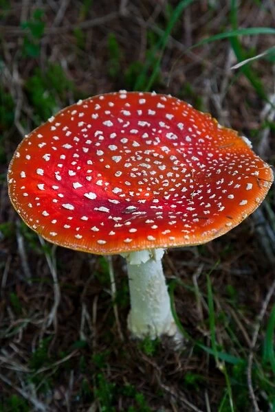 Amanita muscaria (fly agaric) (fly amanita) a poisonous fungus, Dolomite, Belluno province, Italy, Europe