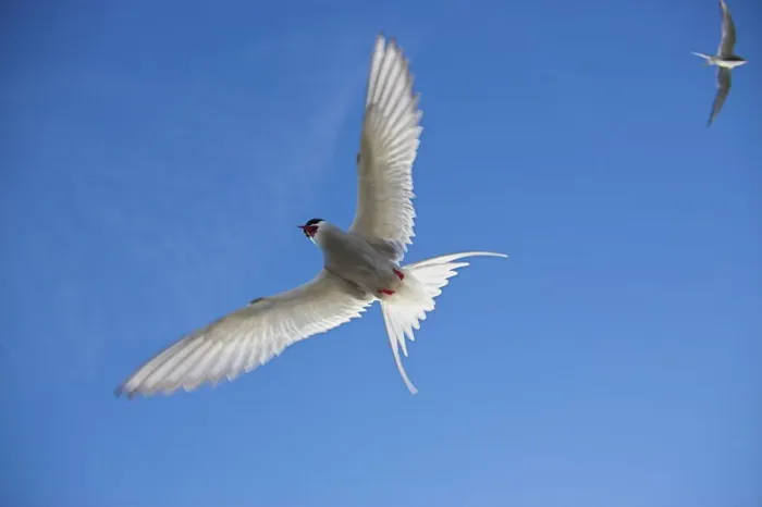 Framed Print : Arctic Tern in Flight Print