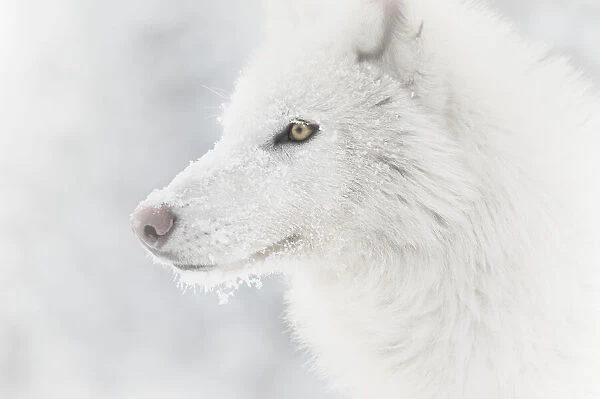 Arctic Wolf. Arctic wolf (Canis lupus arctos)