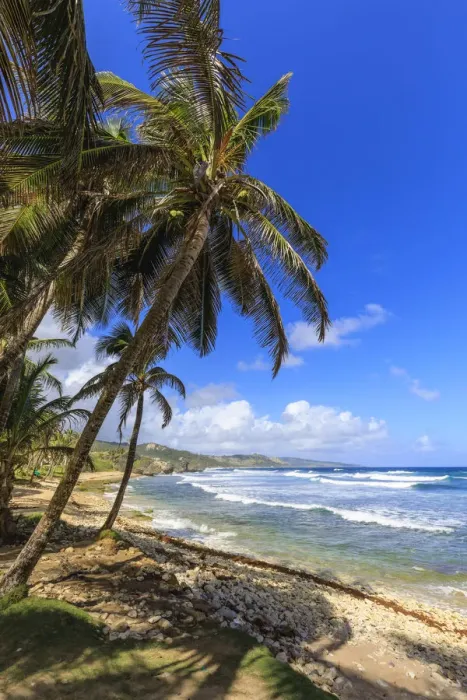 Framed Print : Bathsheba Print: Windswept Palm Trees and Atlantic Waves