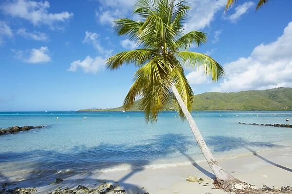 Beach and palm tree near the Club Mediterannee hotel, Le Marin, Martinique