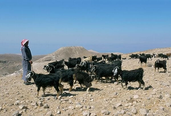 Bedouin goat herder