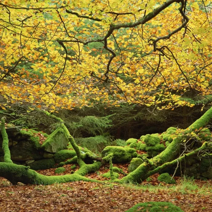 Framed Print : Beech Trees Print with Fall Foliage and Lichen Framed Print : Beech Trees Print with Fall Foliage and Lichen