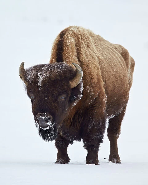 Bison (Bison bison) bull covered with frost in the winter, Yellowstone National Park, Wyoming, United States of America, North America