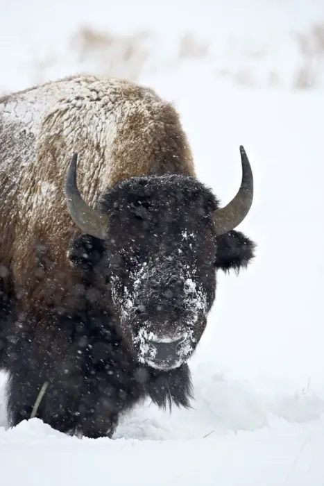 Framed Print : Bison in a Snowstorm Print Framed Print : Bison in a Snowstorm Print