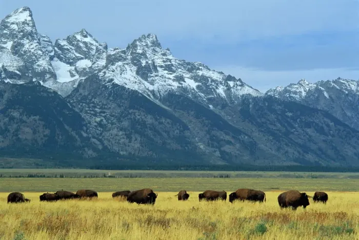 Framed Print : Bison Print in the Teton Range, Wyoming Framed Print : Bison Print in the Teton Range, Wyoming
