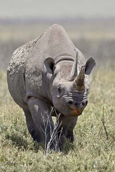 Black rhinoceros (hook-lipped rhinoceros) (Diceros bicornis), Ngorongoro Crater