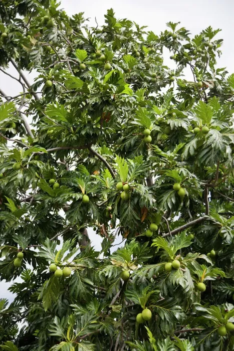 Framed Print : Breadfruit Tree Print, Kingstown, St. Vincent Framed Print : Breadfruit Tree Print, Kingstown, St. Vincent