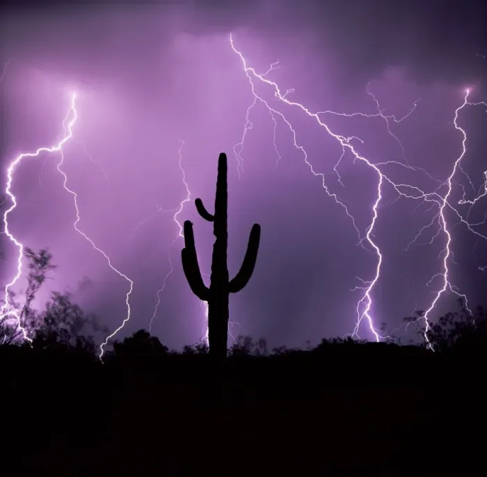 Framed Print : Cactus Silhouetted Against Lightning Print Framed Print : Cactus Silhouetted Against Lightning Print