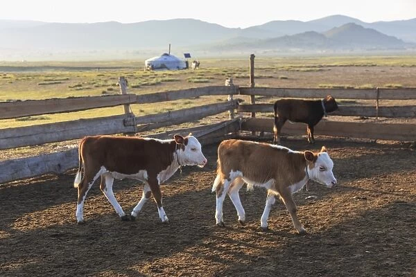 Calves in pen, with ger and distant hills, summer dawn, Nomad camp, Gurvanbulag, Bulgan