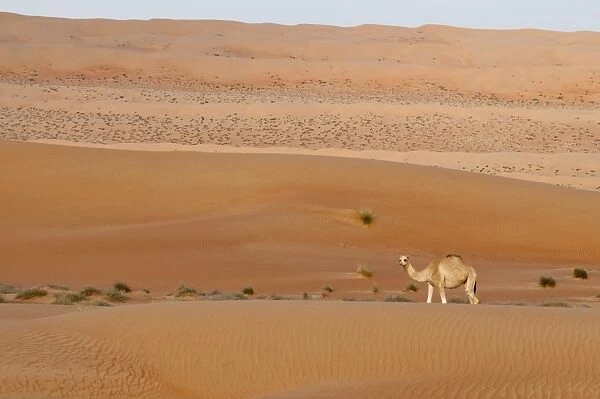 Camel, Wahiba Sands desert, Oman, Middle East