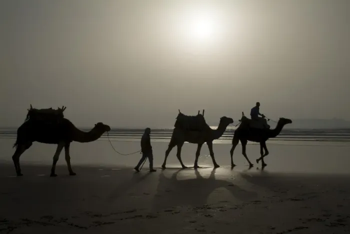 Framed Print : Camels on the Beach Print Framed Print : Camels on the Beach Print