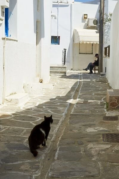 Cat, Parikia (Hora), Paros Island, Cyclades, Greek Islands, Greece, Europe