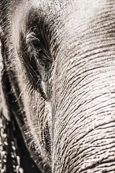 Close up of an elephants eye, Pinnawala Elephant Orphanage, Sri Lanka, Asia