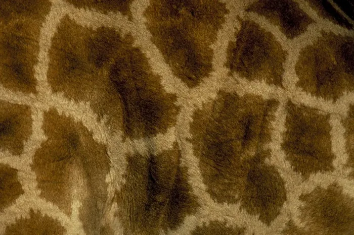 Framed Print : Giraffe Coat Pattern Print