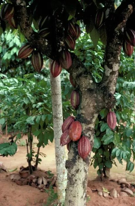 Framed Print : Cocoa Pods Print on Tree Framed Print : Cocoa Pods Print on Tree