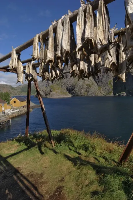 Framed Print : Cod drying Print, Nusfjord, Norway